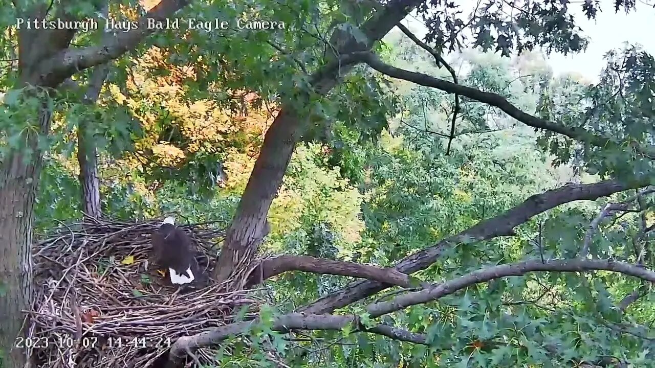 Hays Eagles M or V ? Comes in with Stick Places it on Front Rail 10.7.23. 14:42