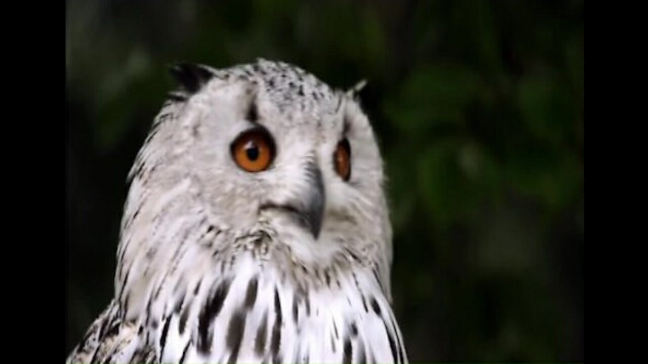 Most Beautiful Owls on Planet Earth Latest Nature Video