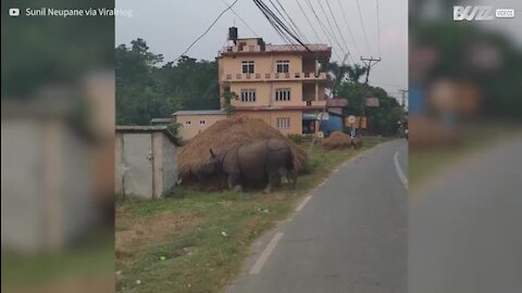 Un rhinocéros se promène tranquille dans un village