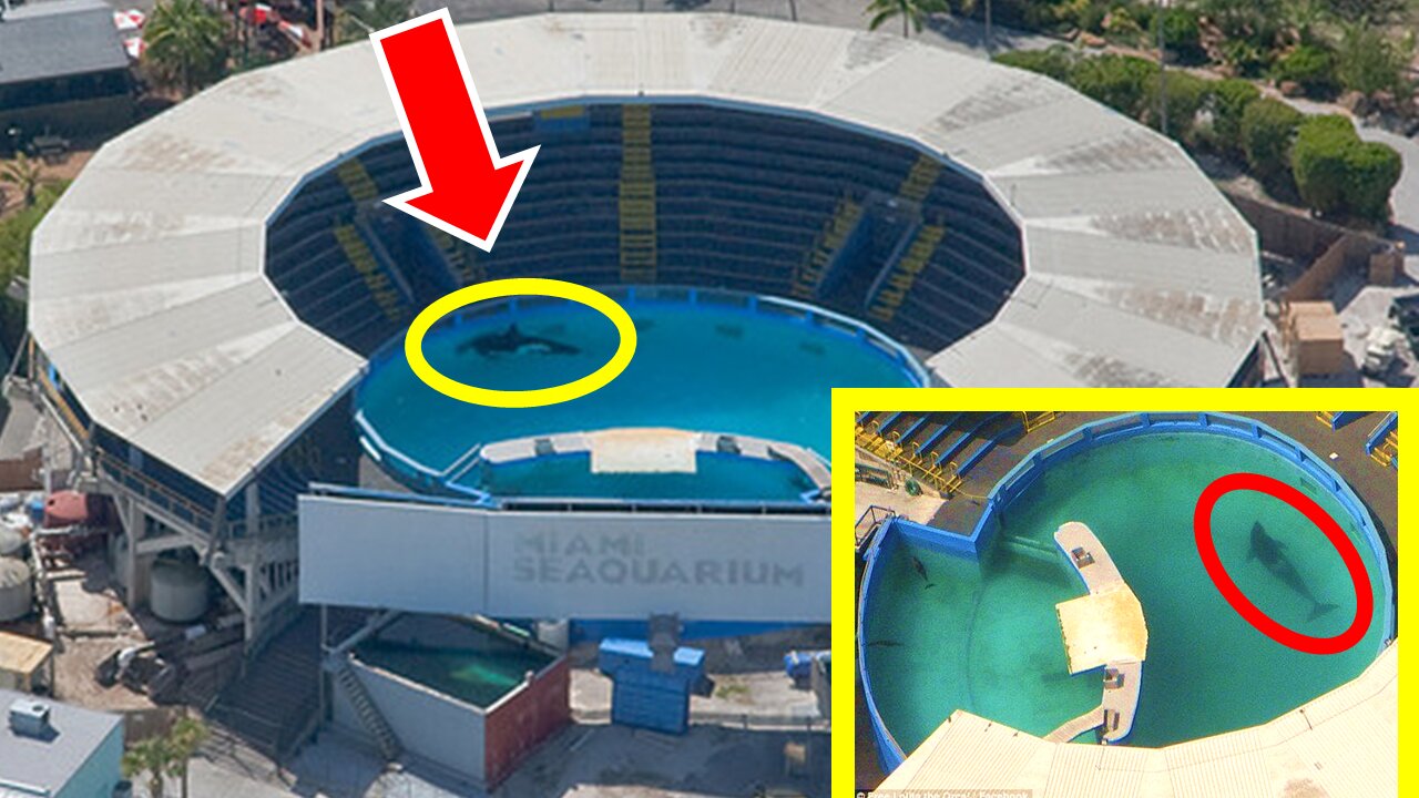 52 YEARS in a BATHTUB. The Internet MUST SAVE Lolita From Miami Seaquarium