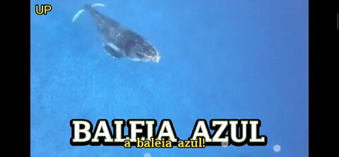 BALEIA AZUL