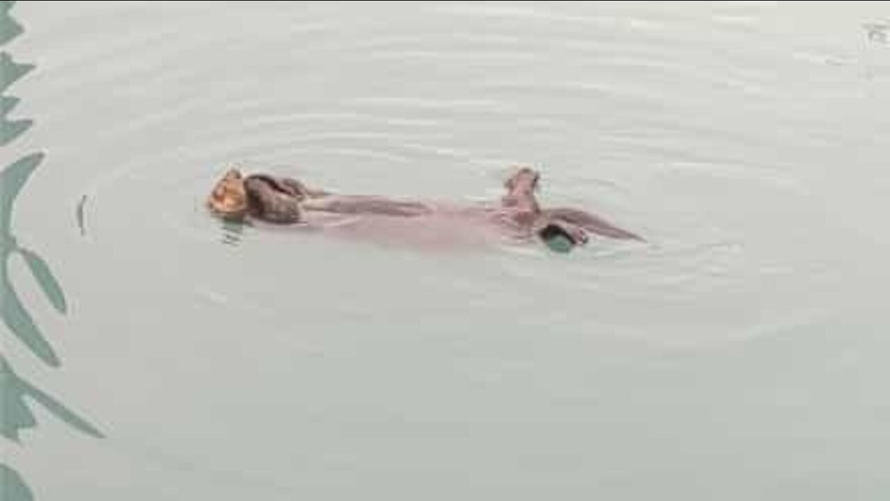 Blissful otter relaxes in water while enjoying meal