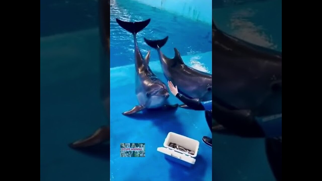 Beautiful Dalphins dancing around