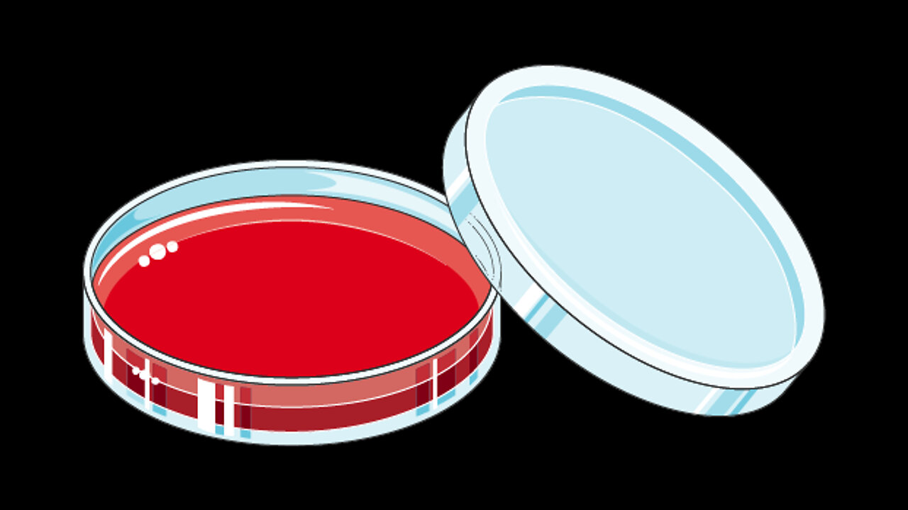 The Bearded Patriots Video Chronicles - Petri Dishes (August 31, 2023)