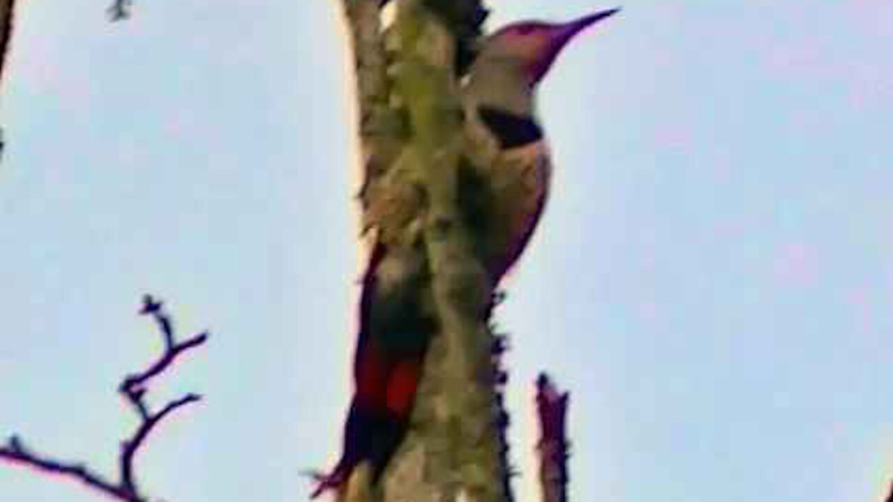 IECV NV #81 - 👀 Northern Flickers - Woodpecker In The Neighbor's Maple Tree Long Version 1-22-2015