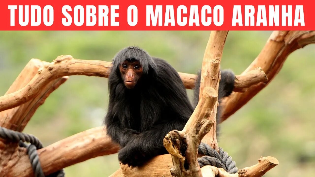 Descobrindo o Fascinante Mundo do Macaco Aranha.