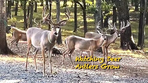 Eagle Antlers! Impressive Racks!