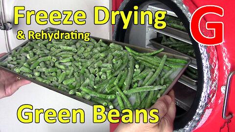 Freeze Drying & Rehydrating Green Beans