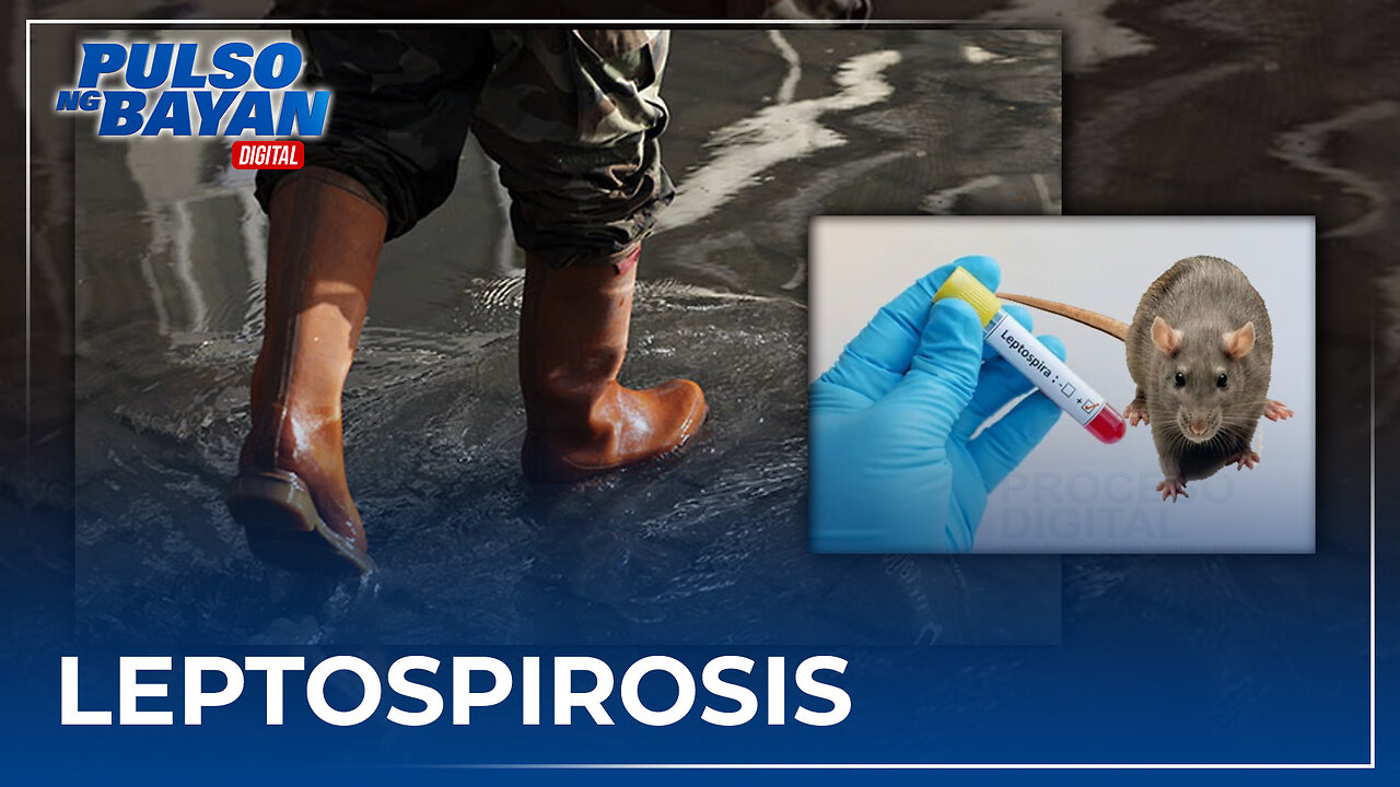 Kaso ng leptospirosis, mabilis ang paglobo ayon sa DOH