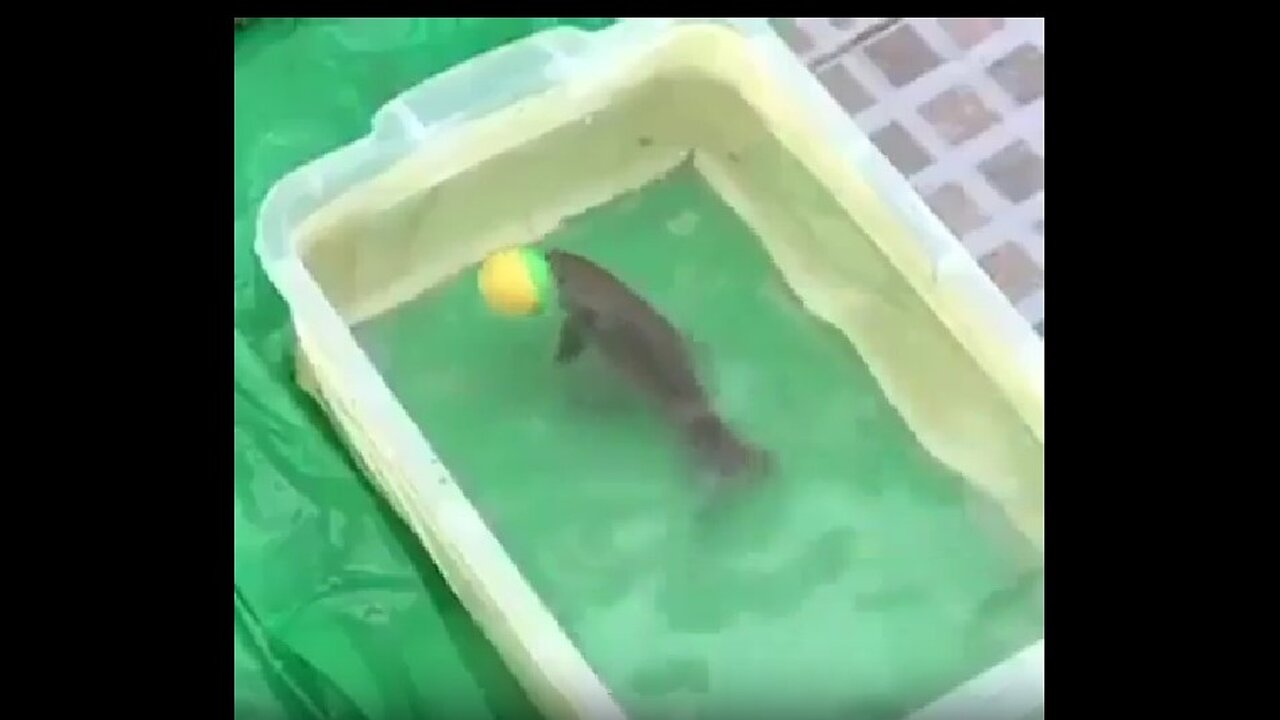 The best fish footballer I’ve ever seen