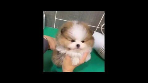 How To Keep Smile On Your Face?Watch These Cute & Funny Animals Videos.😅😂😂