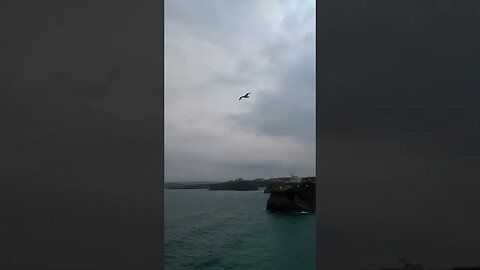 Seagulls in flight