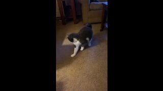 Laser pointer fun
