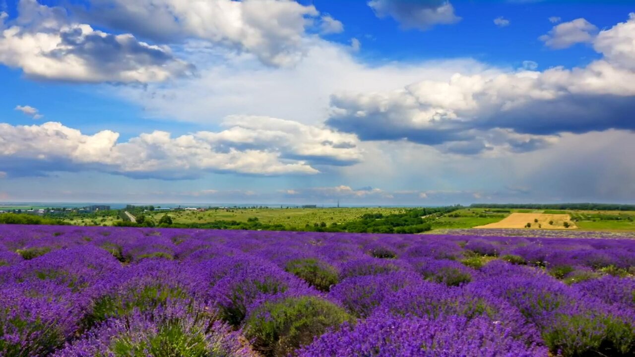 Relaxing Sound Lavender