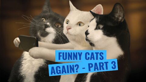 Oh no, anotherfunny cats' videos again?!? Yeah, this will only takes mnutes of my time.