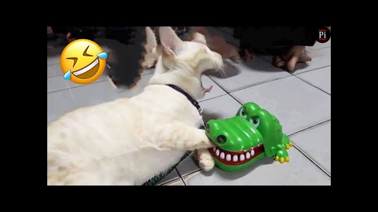 Funny Animal Videos 2024 😅 - Funniest Dogs and Cats Videos 😁 Part 840