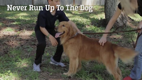 How To Properly Say Hi To Dogs