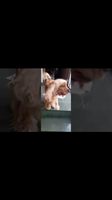 #dogshow, #animals, #dog, #shorts