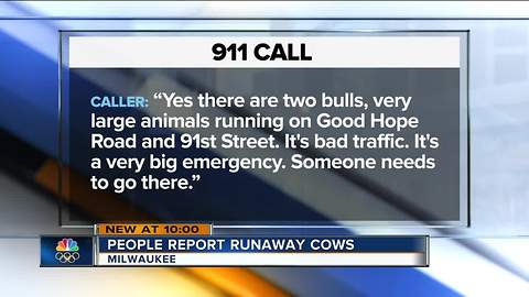 911 calls capture loose Vincent High School cows' urban adventure