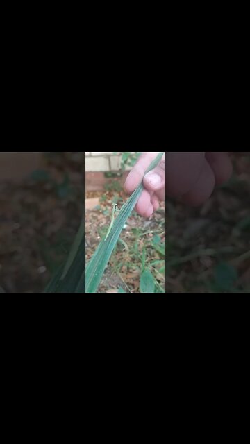 Have You Every Watched The Famous Mantis Dance?