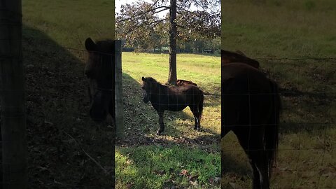 Our mini horse waiting to get fed and our cow taking a break in the shade.