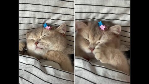 Beautiful cat take rest on bed