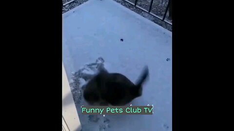 Funny Pets Video Compilation 10 | Comedy Video | #Pets #funny #dogs #cats