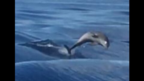 Dolphins off Turks & Caicos