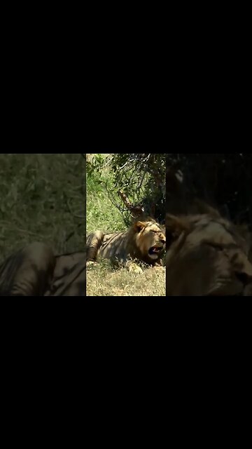 Documentary #shorts #shorts #nature #science