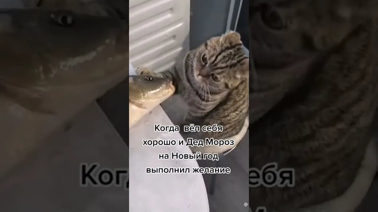 #shorts Смешные Коты Из Тик Тока 262 Funny Cats From Tiktok