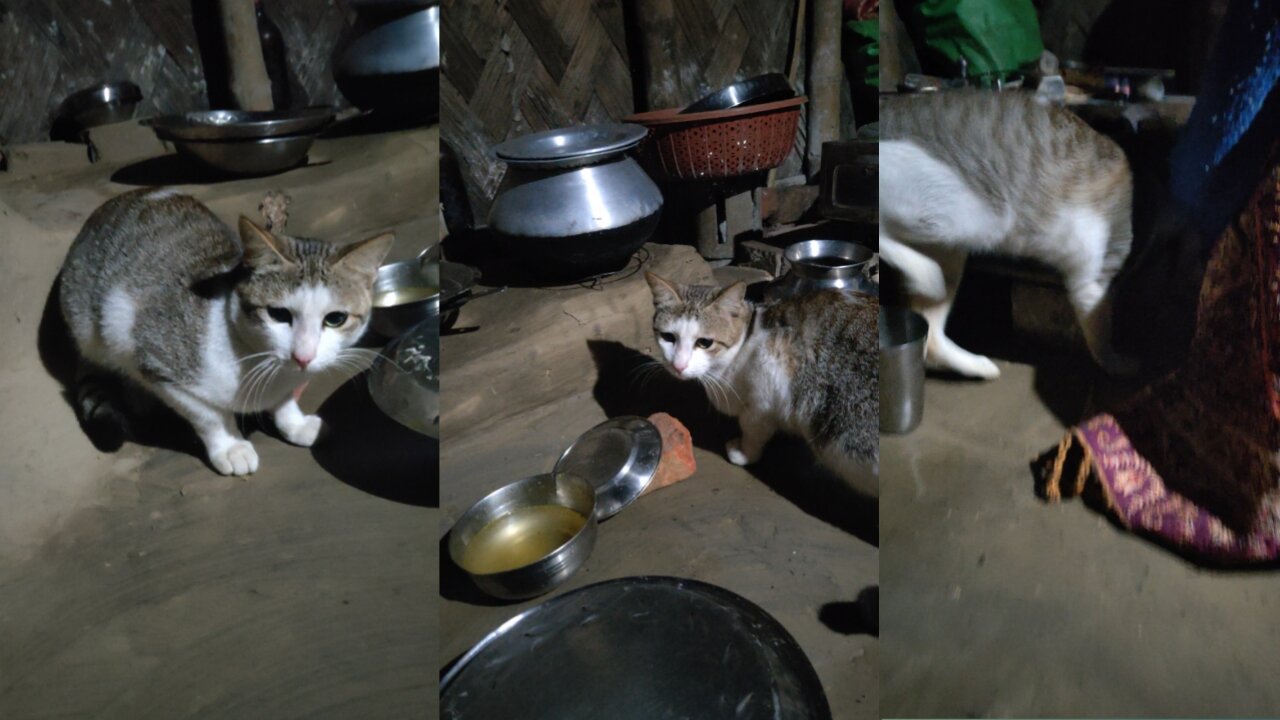 I was very disturbing the cat while my mom making bread.