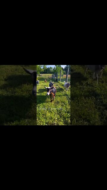 That Farm Life Vibe #shorts