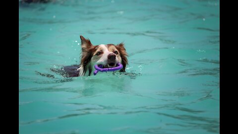 Teach Your Dogs How To Swim