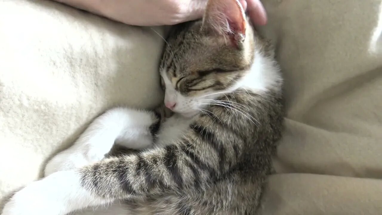 Small Cat Purrs When I Tickle His Little Ear