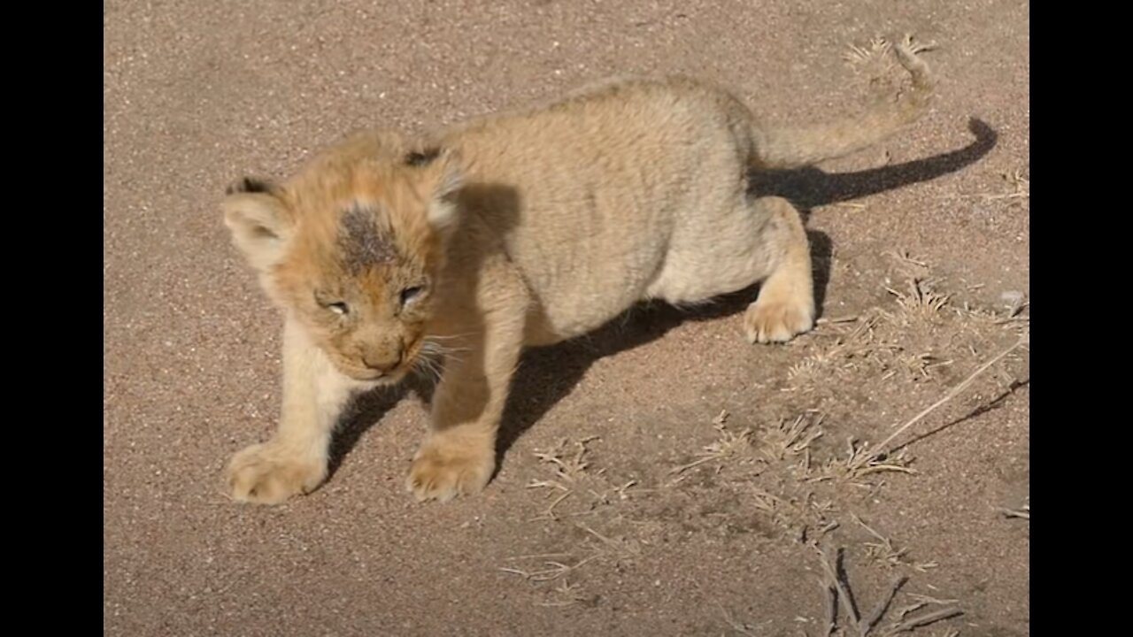 Cute Baby Lion and her relatives happy moment