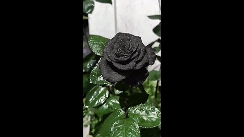 Black Rose 🖤