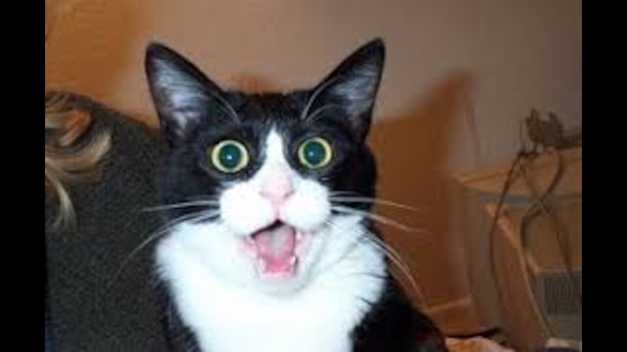 Funny Cats Compilations #2
