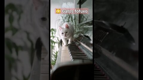 Gatinhos fofuxo e lindinhos 🐱 #shorts