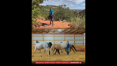 "Blue" AQHA Gelding - ✨𝐍𝐄𝐖 𝐘𝐄𝐀𝐑 𝑬𝒙𝒕𝒓𝒂𝒗𝒂𝒈𝒂𝒏𝒛𝒂✨ - online auction ending Monday | January 2nd!
