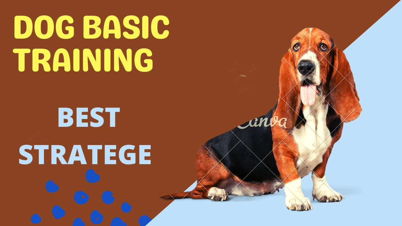 🐕 Basic Dog Training – TOP 10 Essential Commands Every Dog Should Know!