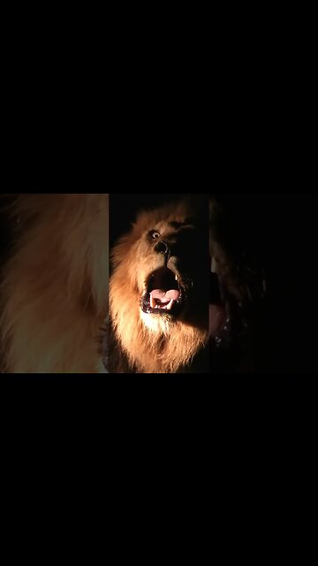 Lion Roars At Night | #shorts #shortsafrica #septdailyshorts