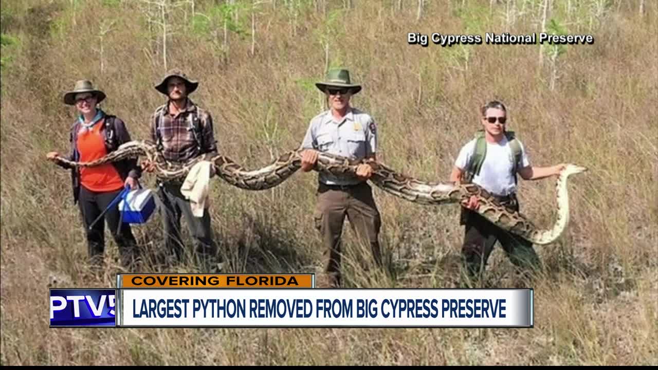 17-foot python is largest ever removed from Florida's Big Cypress National Preserve