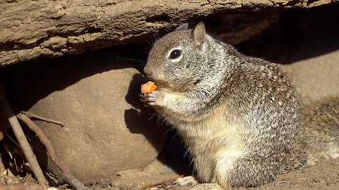 CatTV: Fat Squirrel Eating