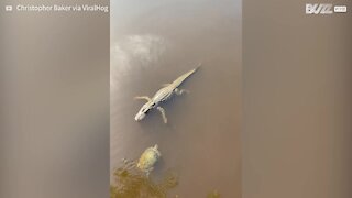 Cette tortue et cet alligator se serrent la patte