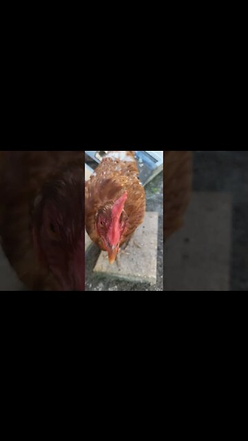 Curious Little Chickies #chickens #chickenshorts