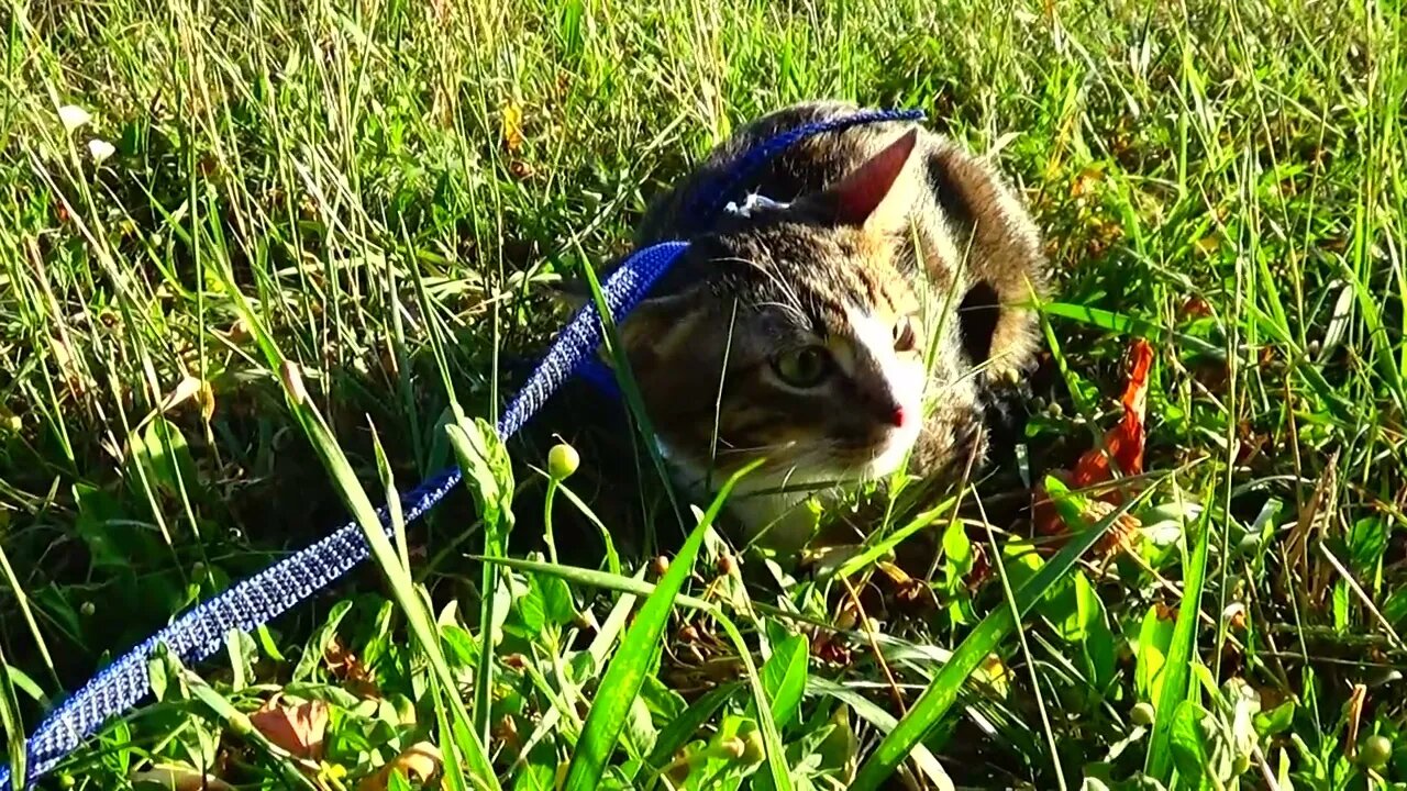 Cat Stalks a Dove