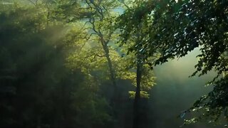 Beautiful Relaxing Music • Peaceful Piano Music & Guitar Music Sunny Mornings