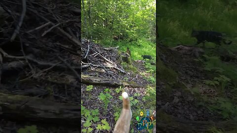 Cats and Dog on an adventure.