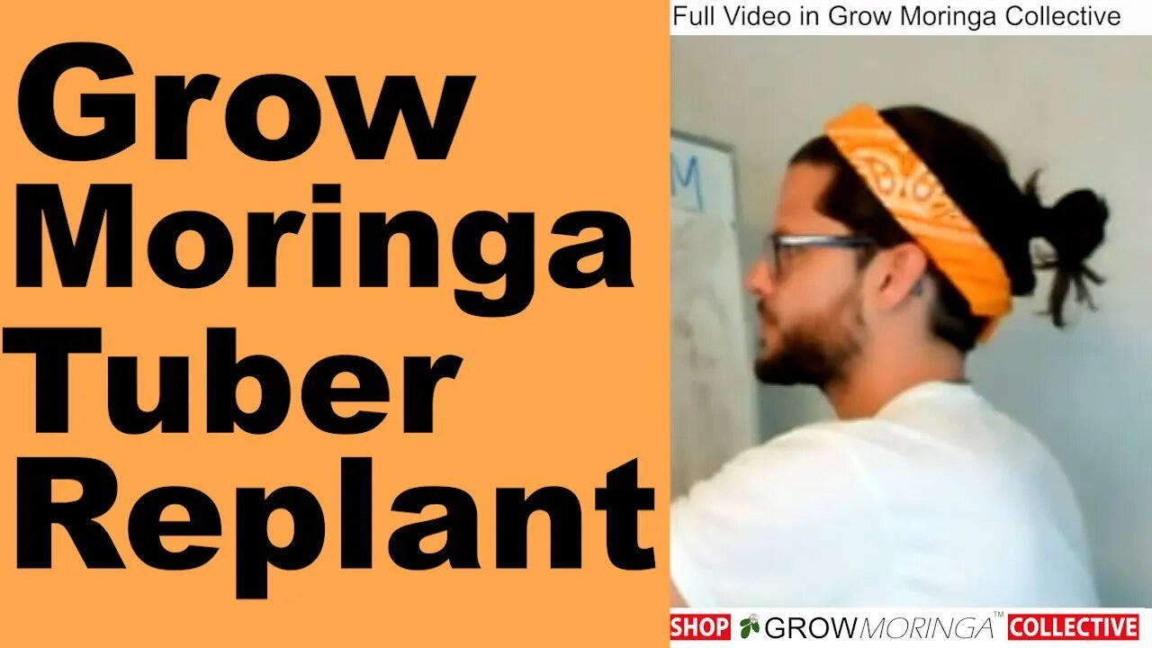 Removing a Moringa Tree From Ground or Renewing Soil in a Pot | Cut back Short to Re-Grow New Leaves