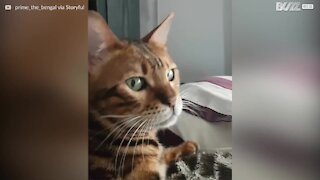 Il gatto sembra infastidito dalla felicità degli altri